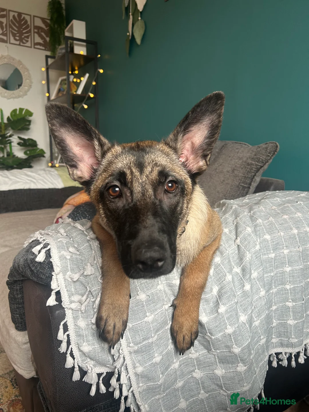 Belgian Shepherd Dog dogs for sale: Belgian Malinois Puppy – 8 Months Old - Advert 2