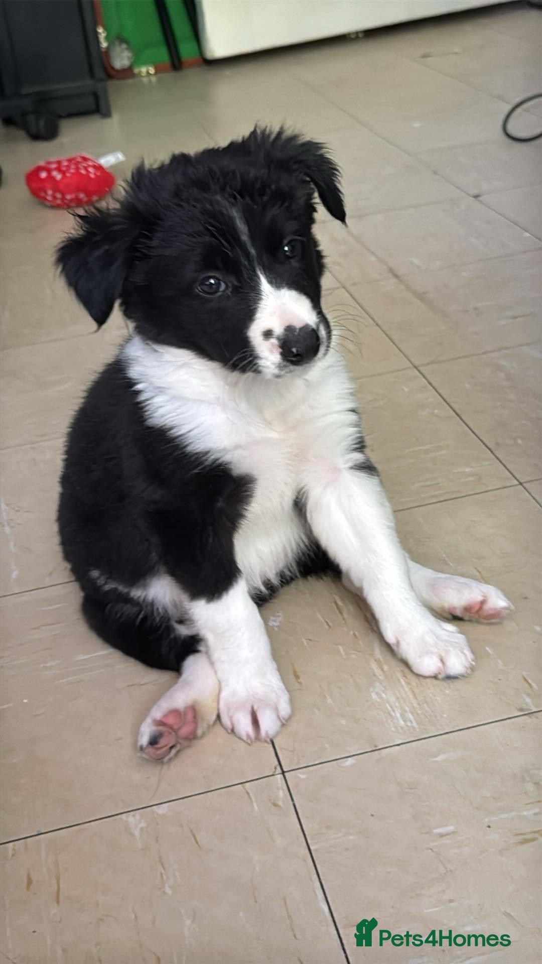Sprollie dogs for sale: 12 week old sprollie pup  - Image 5