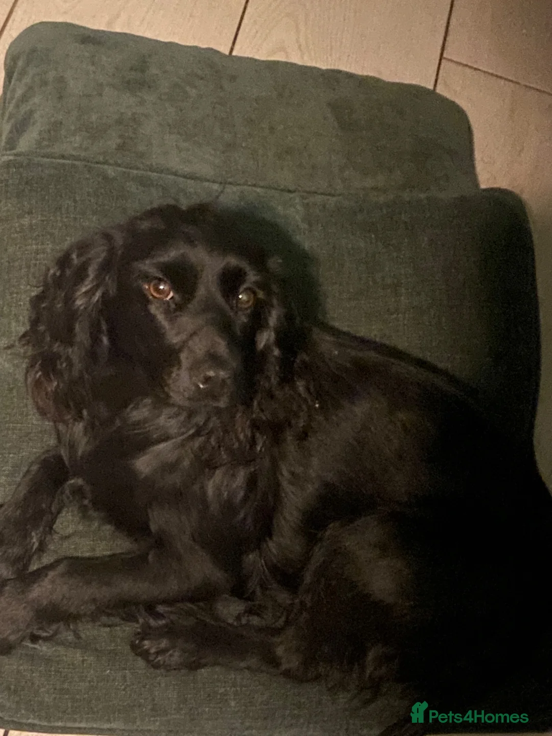 Cocker Spaniel dogs for sale: KC registered pedigree cocker spaniels - Advert 1