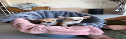 Chihuahua dogs for sale: 4 smooth coat apple head Chihuahua puppies - Advert 7