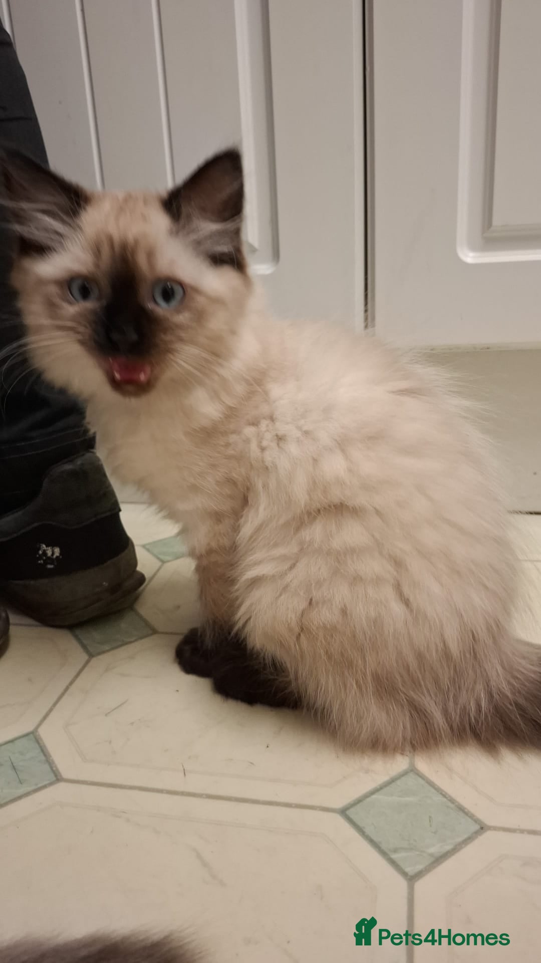 Ragdoll cats for sale: Ragdolls - Image 4