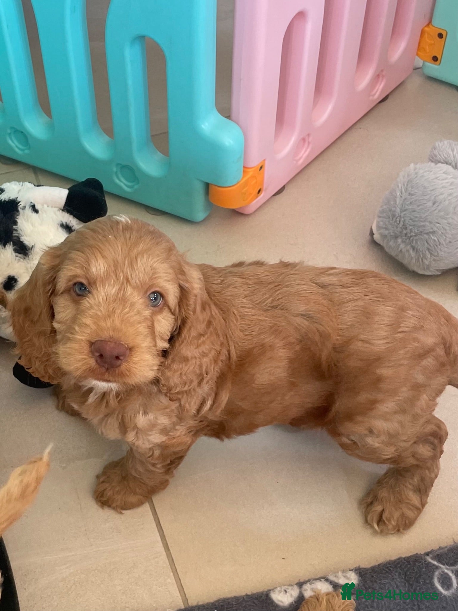 Cockapoo dogs SHOW TYPE MINIATURE F1 COCKAPOO PUPPIES - Advert 2