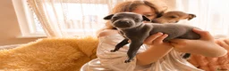 Italian Greyhound dogs for sale: 1 BOY LEFT Italian Greyhound Puppies - Advert 13