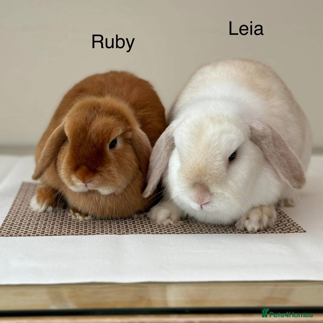 Mini Lop rabbits for sale: Adult Mini Lop Bunnies Available For Rehoming - Image 3