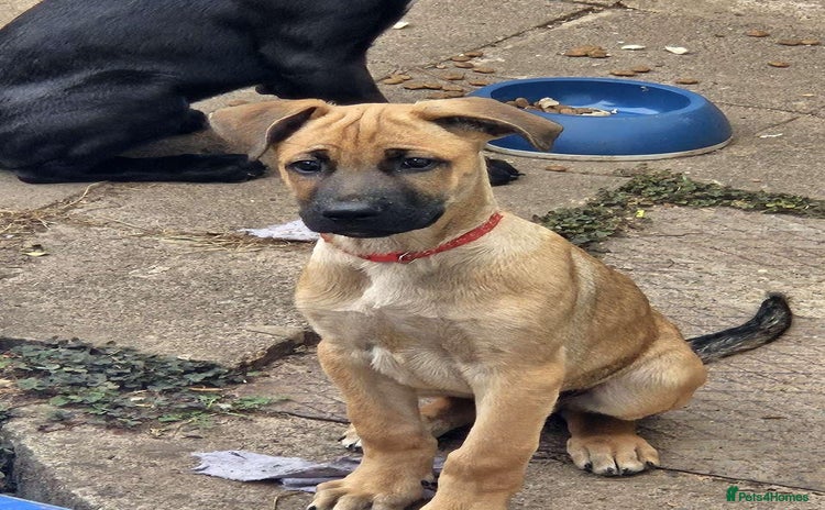Mixed Breed dogs - Advert 2