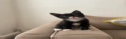 Mixed Breed cats for sale: 4 beautiful tuxedo cats for sale £100 each  in Enfield - Advert 11