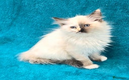 Ragdoll cats for sale: PEDIGREE GCCF REG CHAMPION LINE RAGDOLL KITTENS - Image 24