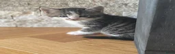 Mixed Breed cats for sale: Five beautiful kittens looking to find a new house - Advert 10