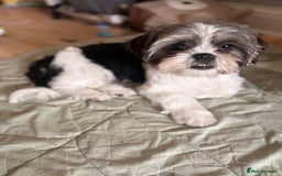Shih Tzu dogs for sale: 2 6 month old male Shih tzu puppies  - Image 5