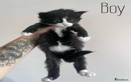 Mixed Breed cats for sale: Kittens Grey and Black - Image 4