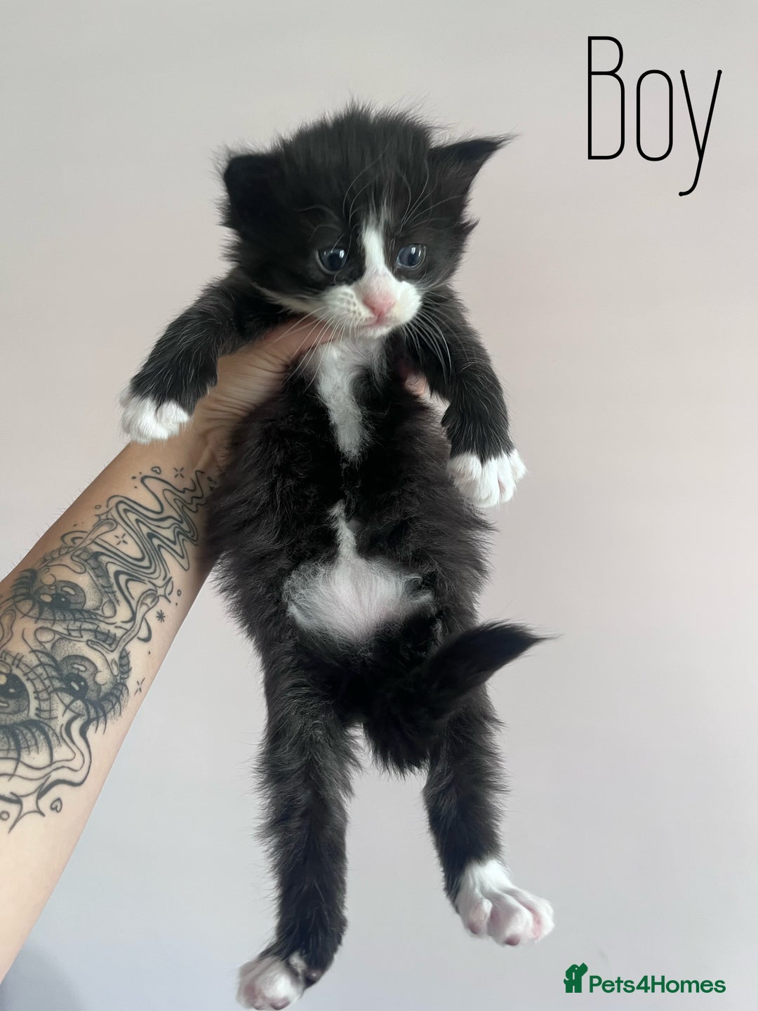 Mixed Breed cats for sale: Kittens Grey and Black - Image 4
