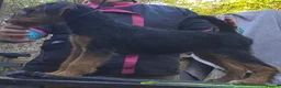 Airedale Terrier dogs for sale: Airedale puppies from health tested parents  - Advert 3