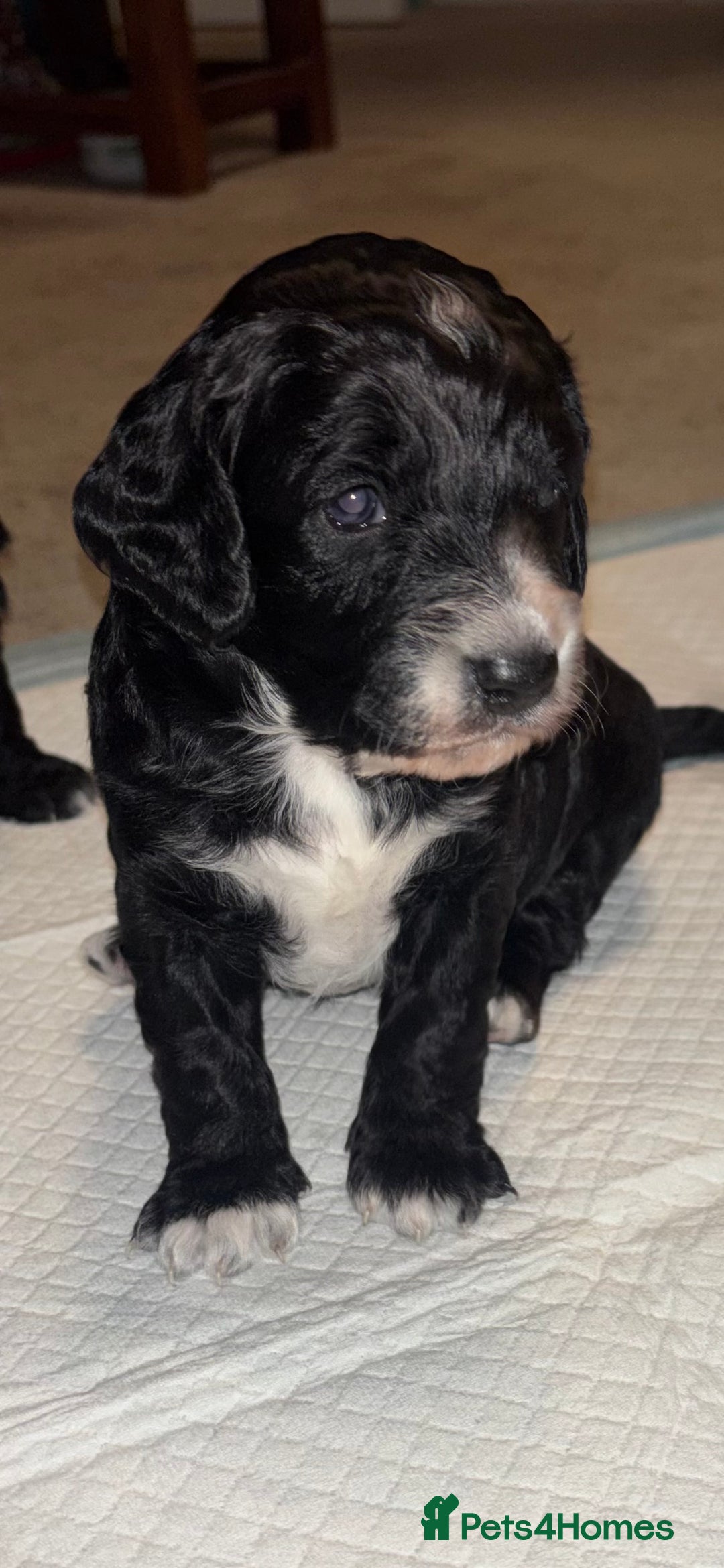 Cockapoo dogs for sale: Cockapoo Puppies - Advert 3