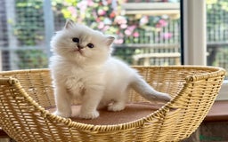 Ragdoll cats for sale: 2 beautiful Active girls  - Image 10