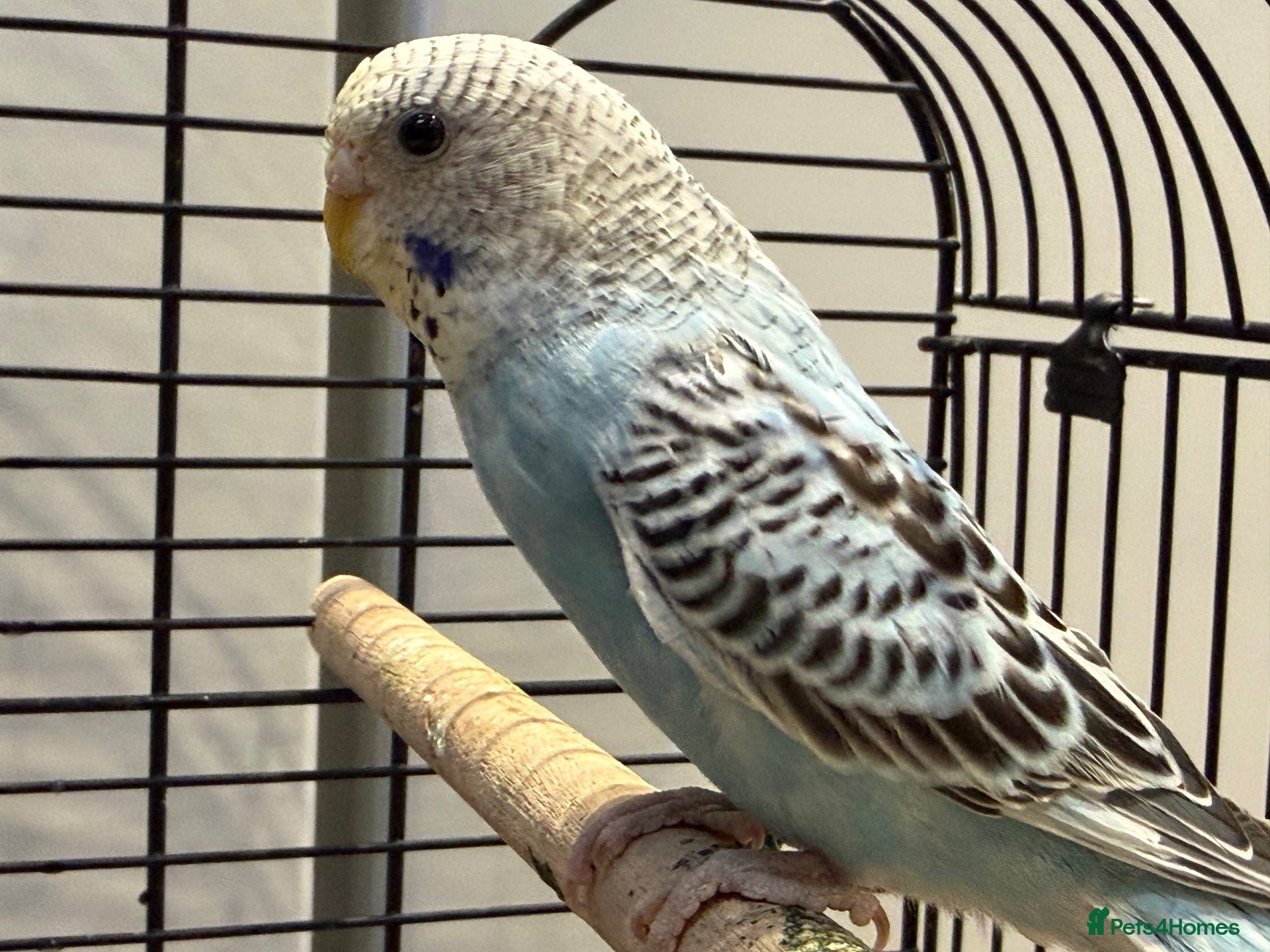 Budgerigars birds Black face splits  - Advert 20