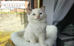 Ragdoll cats for sale: Top Quality, Tica Reg Kittens from Euro / US Lines - Image 16