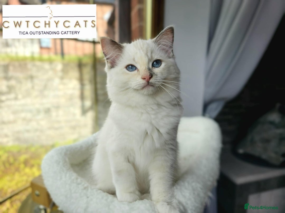 Ragdoll cats for sale: Top Quality, Tica Reg Kittens from Euro / US Lines - Image 16