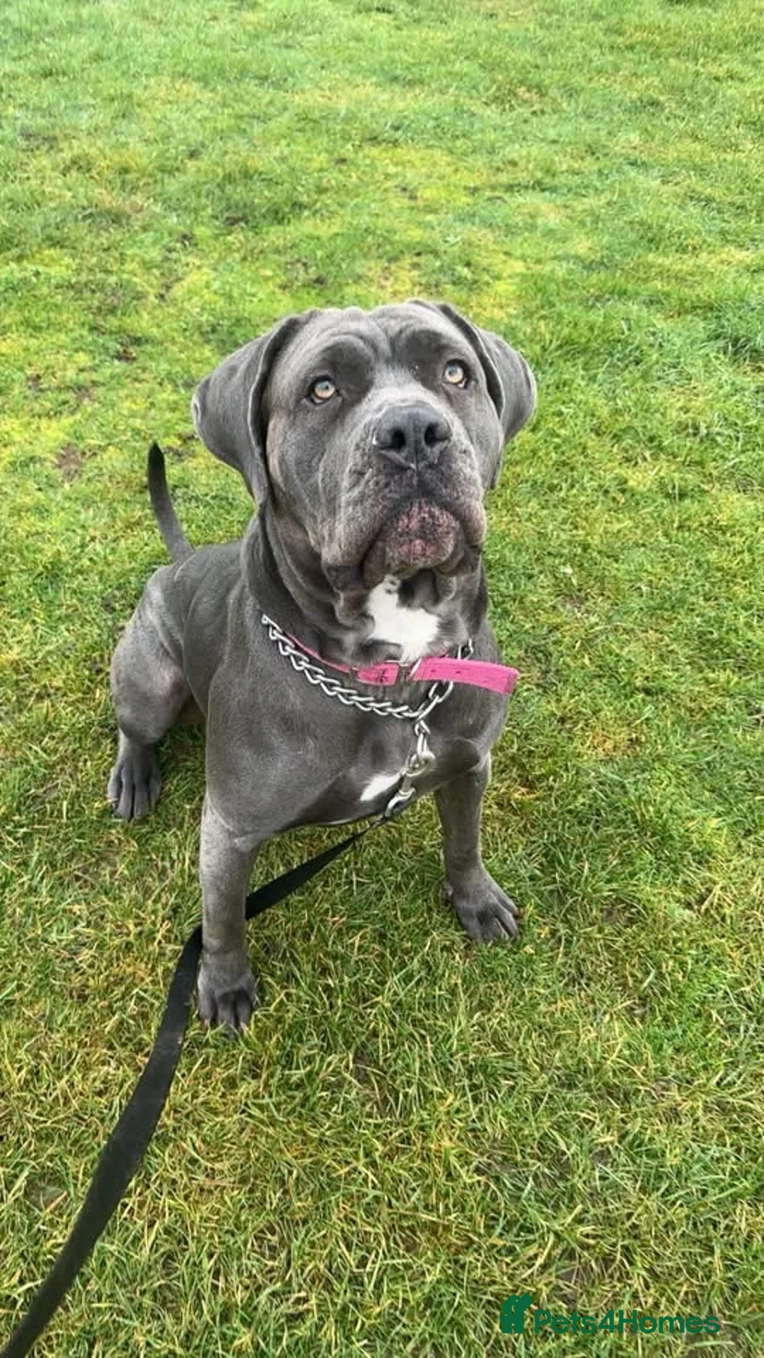 Cane Corso dogs for sale: Cane corso  - Advert 1