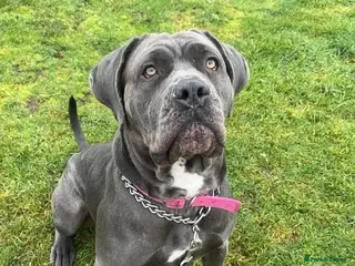 Cane Corso dogs Cane corso - Advert 1