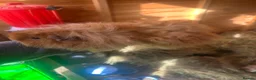 Guinea Pig rodents for sale: Male guinespigs  - Advert 11