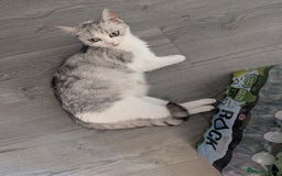 Persian cats for sale: Persian mix cross  - Image 9
