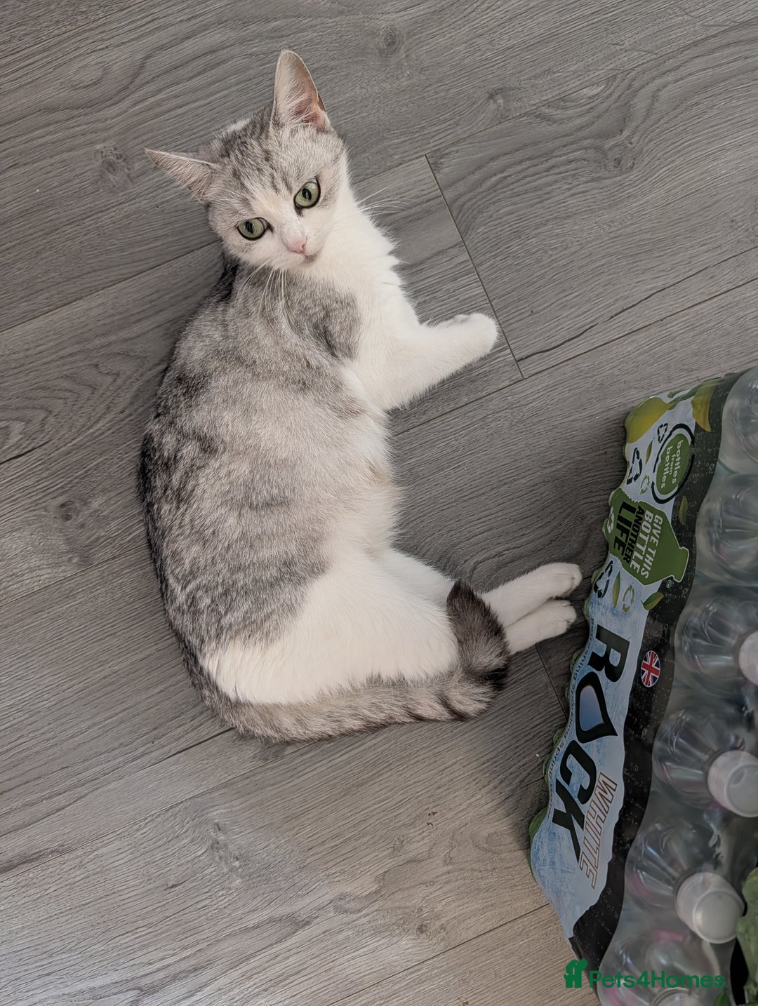 Persian cats for sale: Persian mix cross  - Image 9