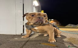 Old Tyme Bulldog dogs for sale: 2 year old old tyme Bruno  - Image 1