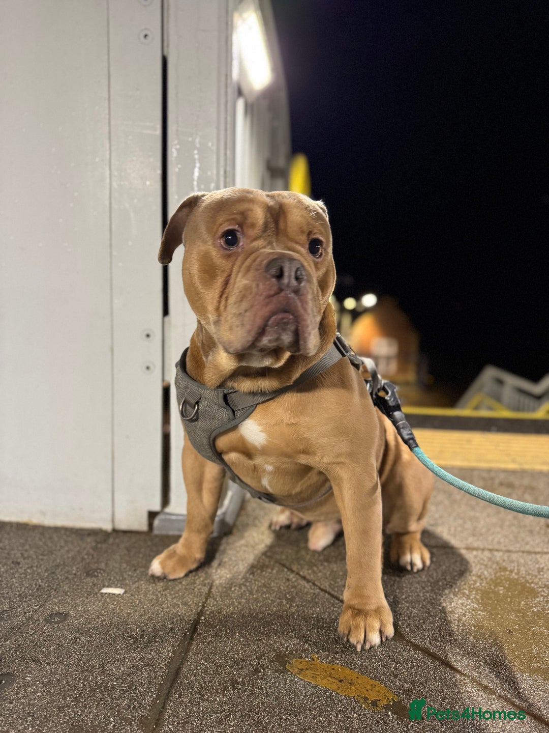 Old Tyme Bulldog dogs for sale: 2 year old old tyme Bruno  - Image 1