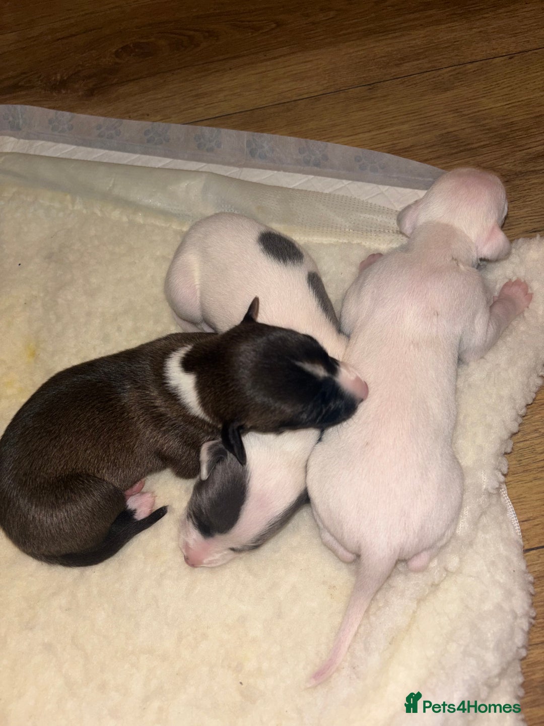Whippet dogs for sale: KC Whippet Pups for sale  - Advert 15