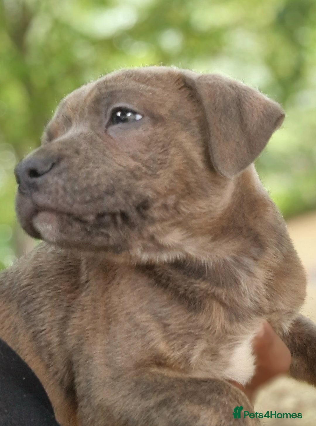 Staffordshire Bull Terrier dogs for sale: CHUNKY blue Staffordshire bull terror puppys - Image 10