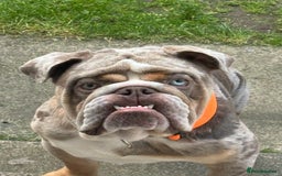 English Bulldog dogs for stud: Gorgeous kc reg boy for stud  in Bathgate - Image 7