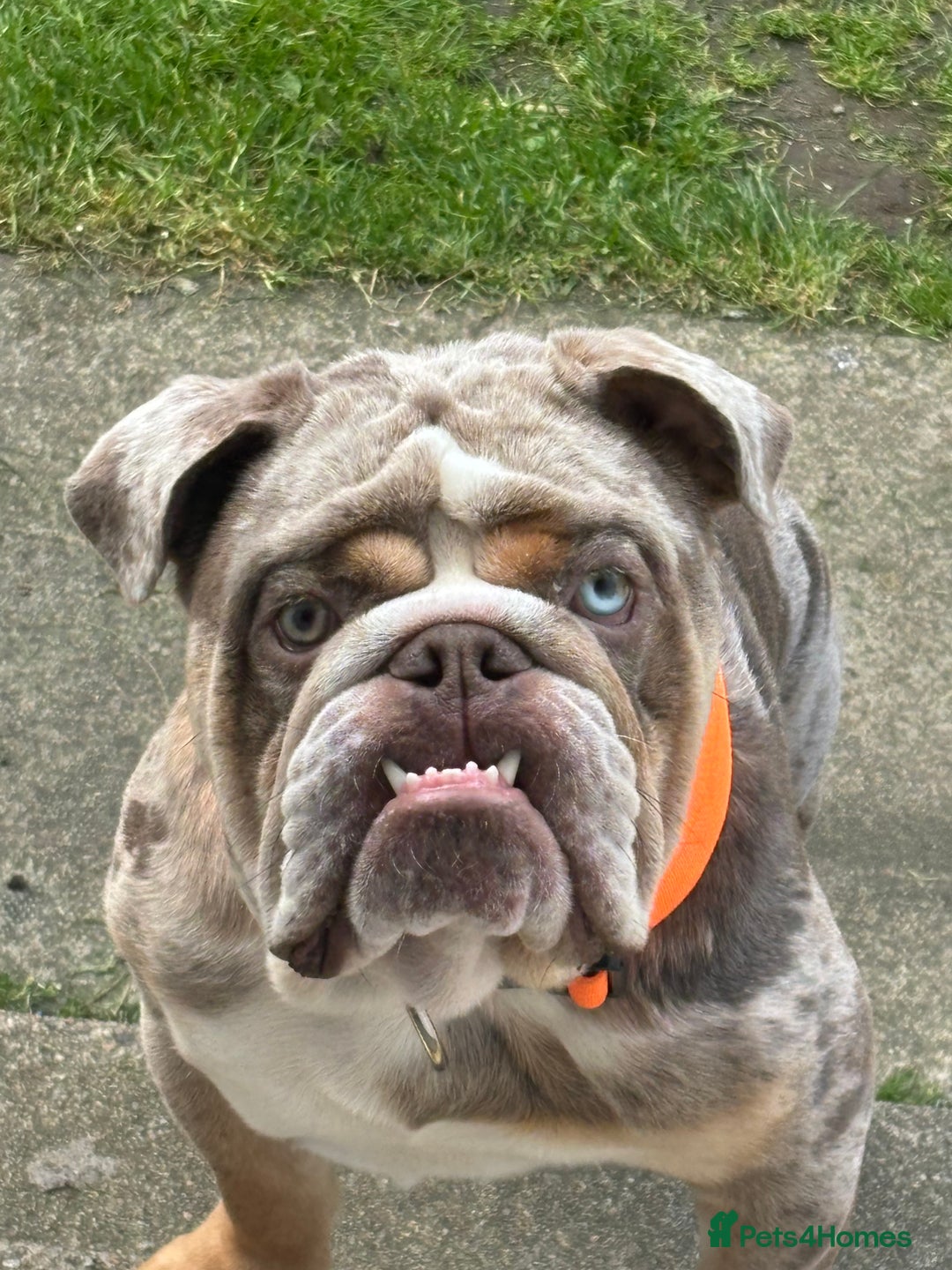 English Bulldog dogs for stud: Gorgeous kc reg boy for stud  in Bathgate - Image 7