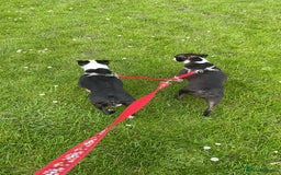 Boston Terrier dogs for sale: Boston Terrier Adults - Image 5