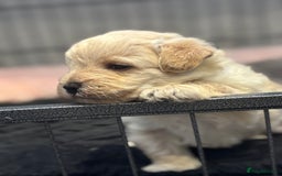 Mixed Breed dogs for sale: Westiepoo Pups For Sale - Image 3
