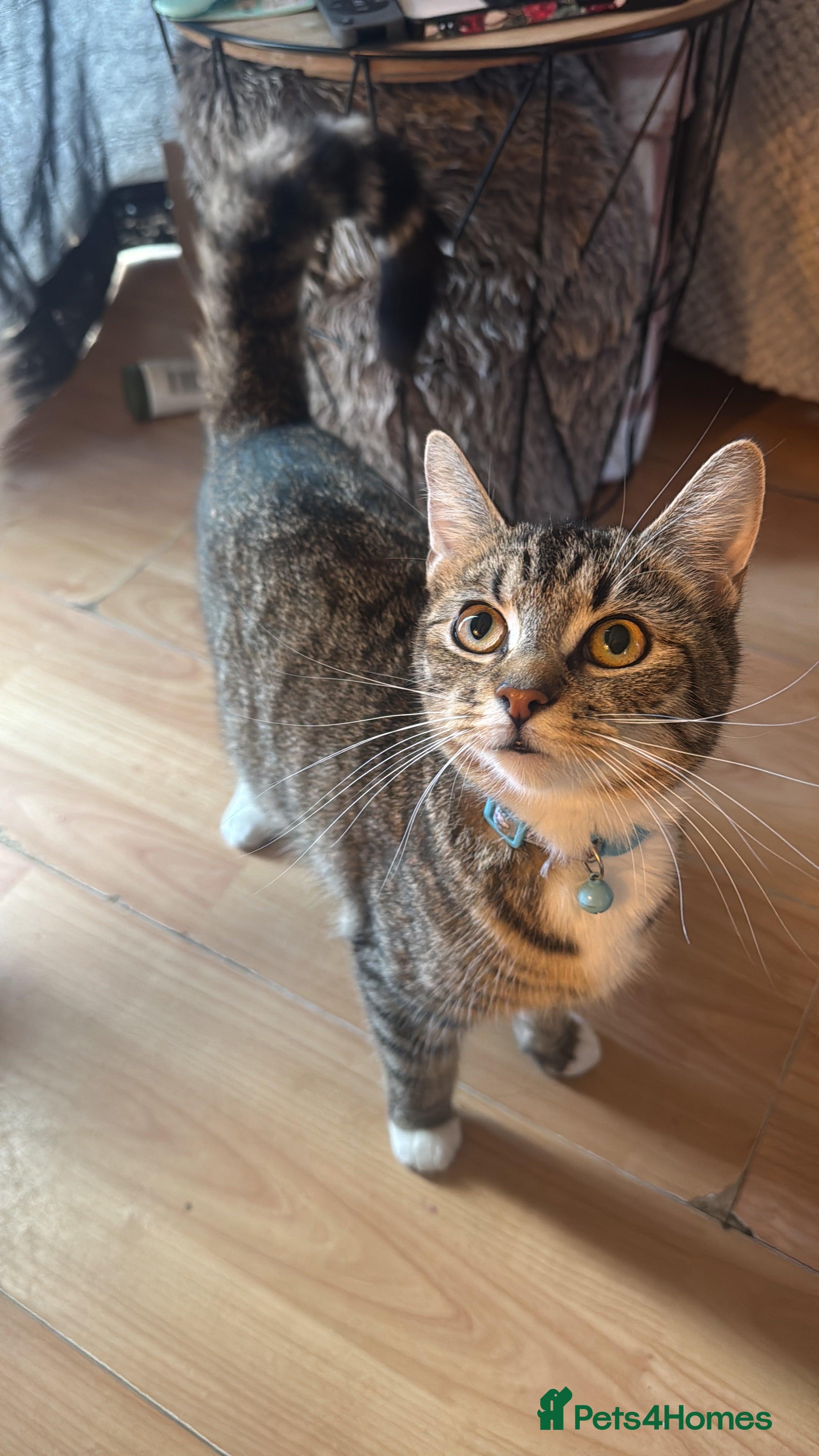 Mixed Breed cats 1 year old female  - Advert 18