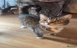 Mixed Breed cats for sale: 1 year old female  - Advert 1