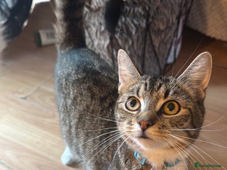 Mixed Breed cats 1 year old female - Advert 15