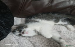 Mixed Breed cats for sale: Gorgeous fluffy princess  - Image 6