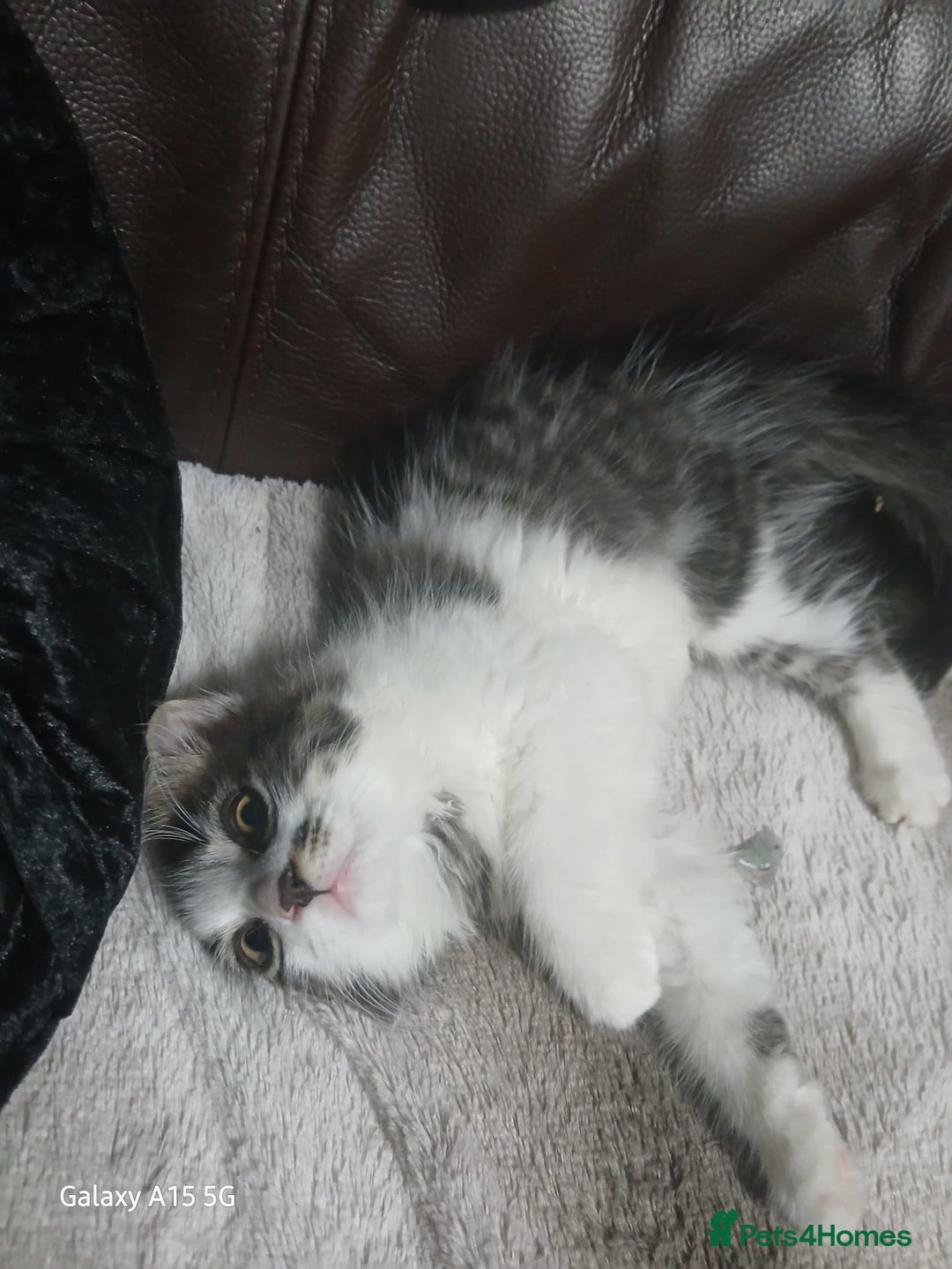 Mixed Breed cats for sale: Gorgeous fluffy princess  - Image 6