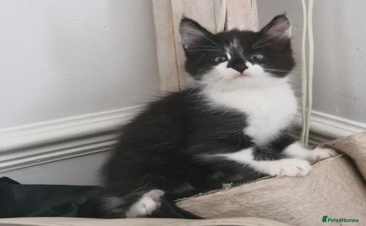 Mixed Breed cats - Advert 4