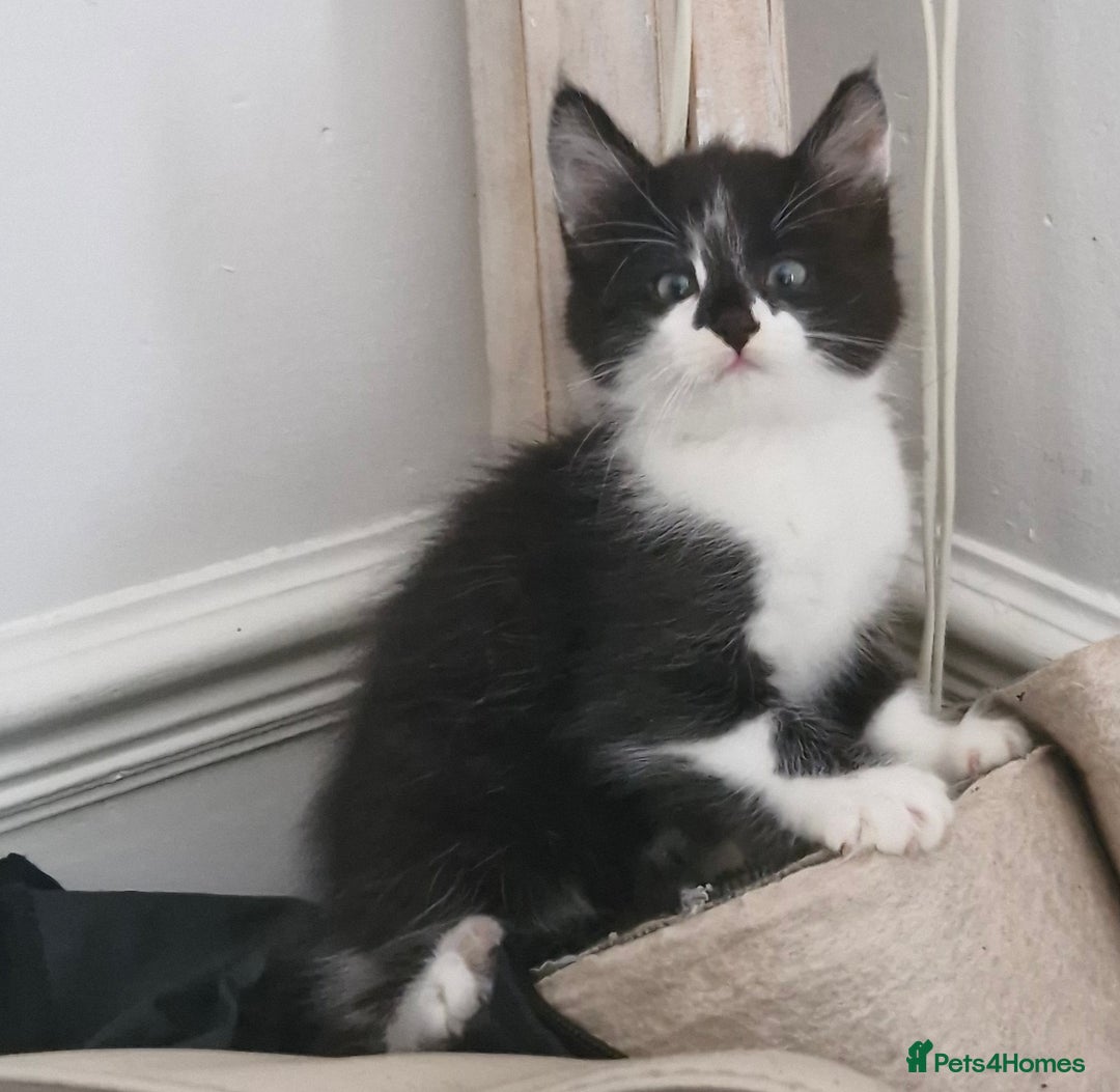 Mixed Breed cats for sale: Two very cute kittens  - Image 1