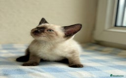 Siamese cats for sale: Cutest ever Siamese kittens 3 of 3 - Image 6