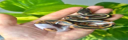 Python Snake reptiles for sale: Pastel / Pinstripe Pied - Advert 3