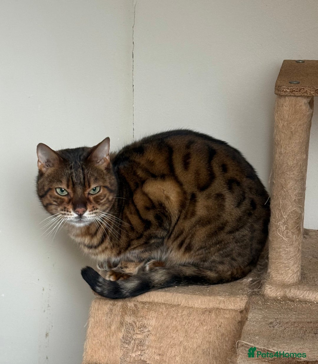 Bengal cats for sale: 2 Beautiful Adult Bengals  - Advert 3