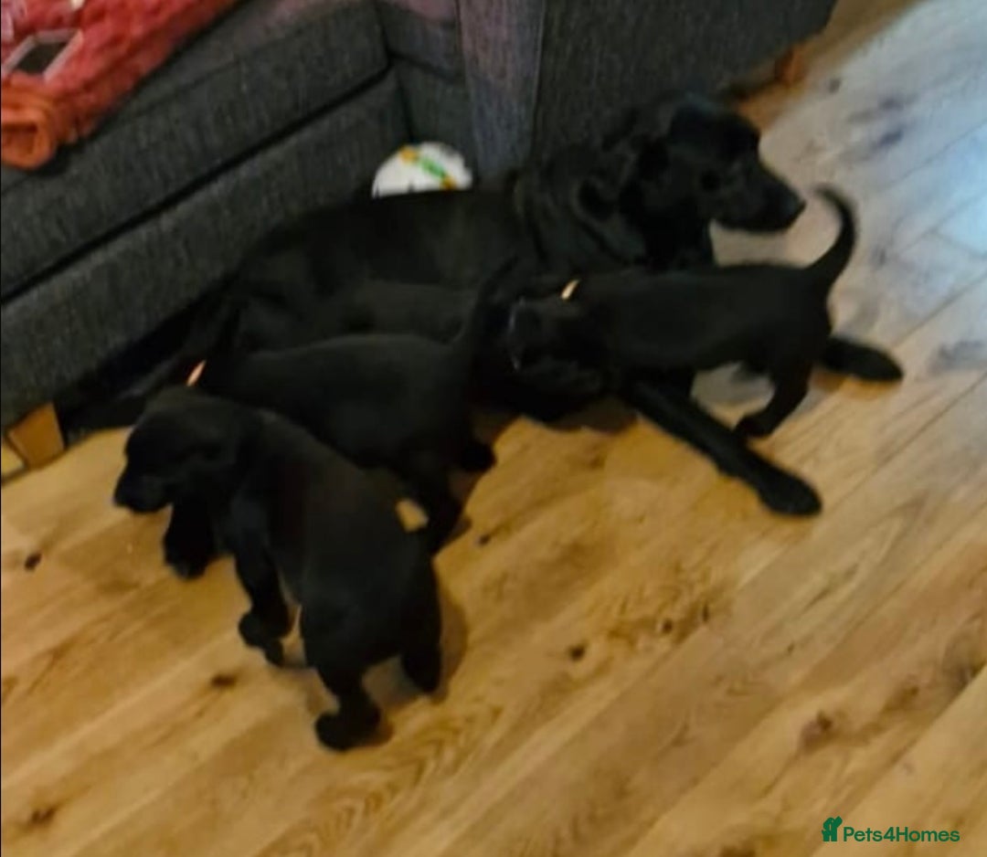 Labrador Retriever dogs for sale: Gorgeous Black Labrador Puppies - Advert 11