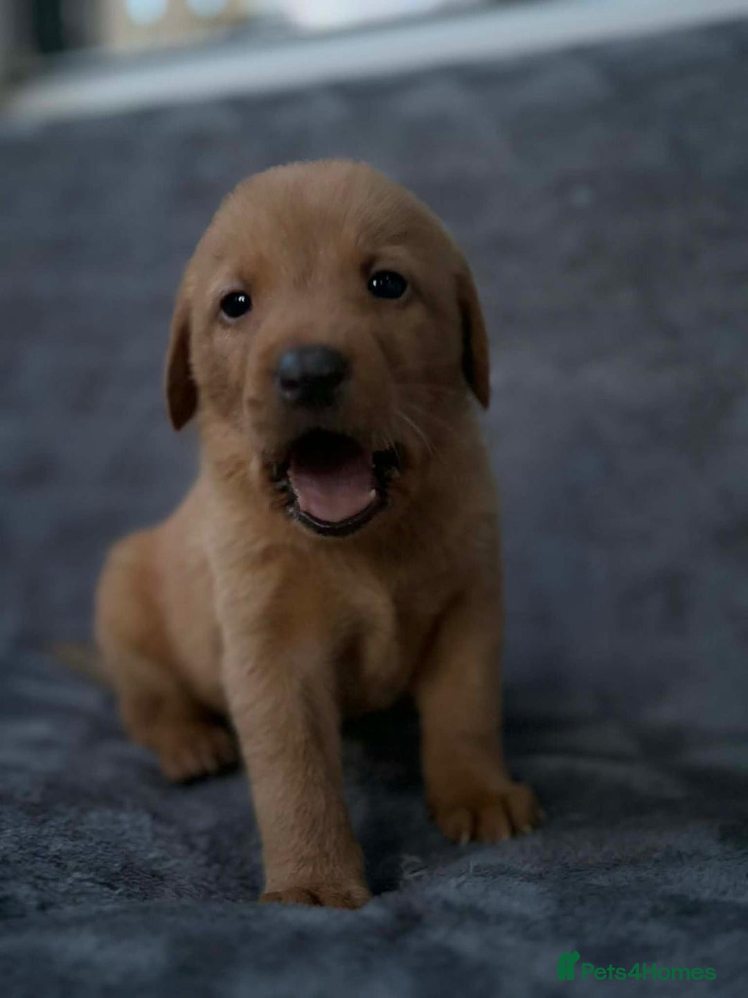 Labrador Retriever dogs for sale: 🏡 Labrador puppies 🐶 - Advert 3