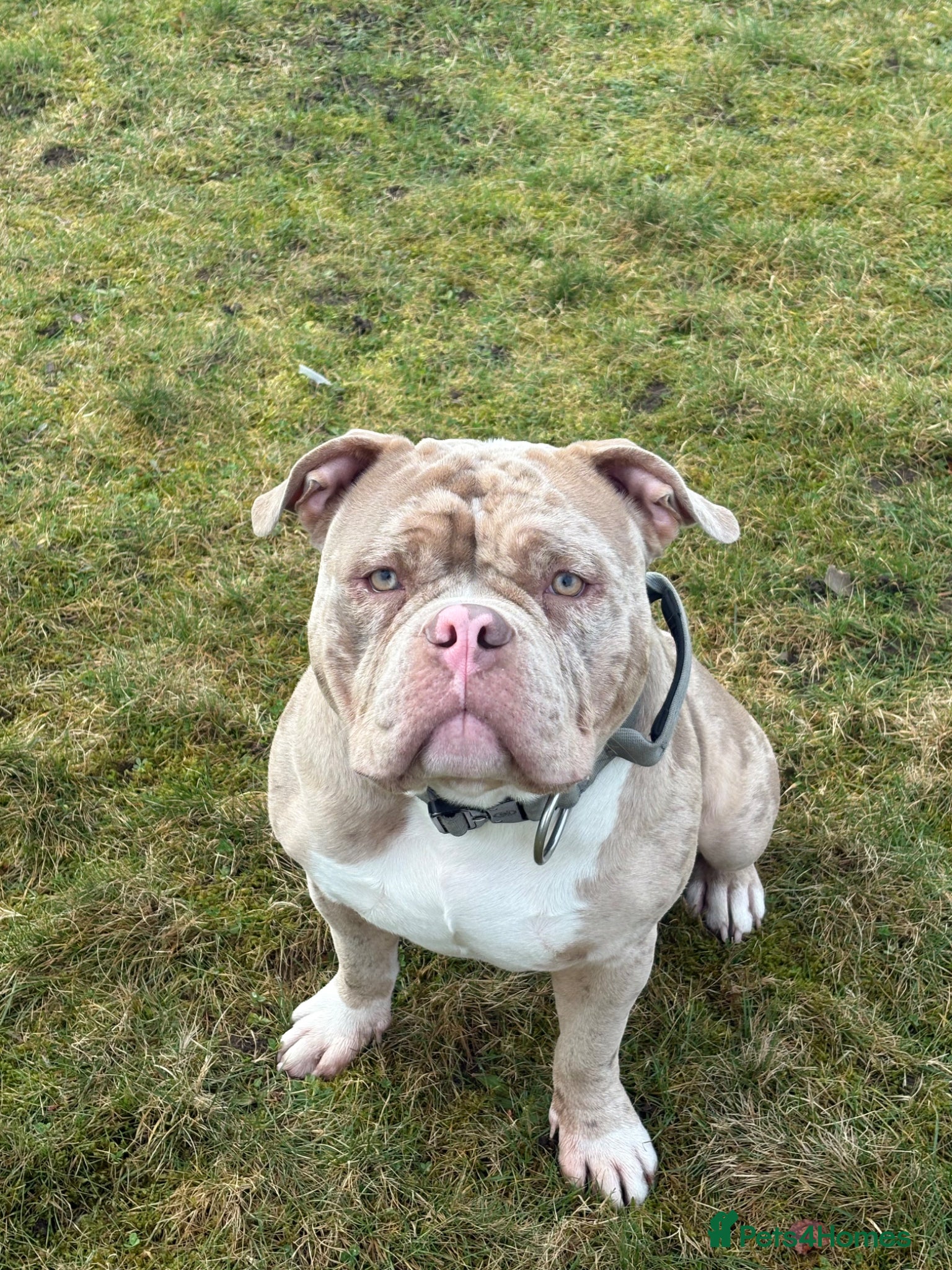 American Bully dogs AMERICAN POCKET BULLY (FOR STUD) - Advert 3