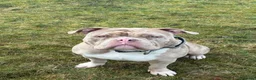 American Bully dogs for stud: AMERICAN POCKET BULLY (FOR STUD) in Airdrie - Advert 1