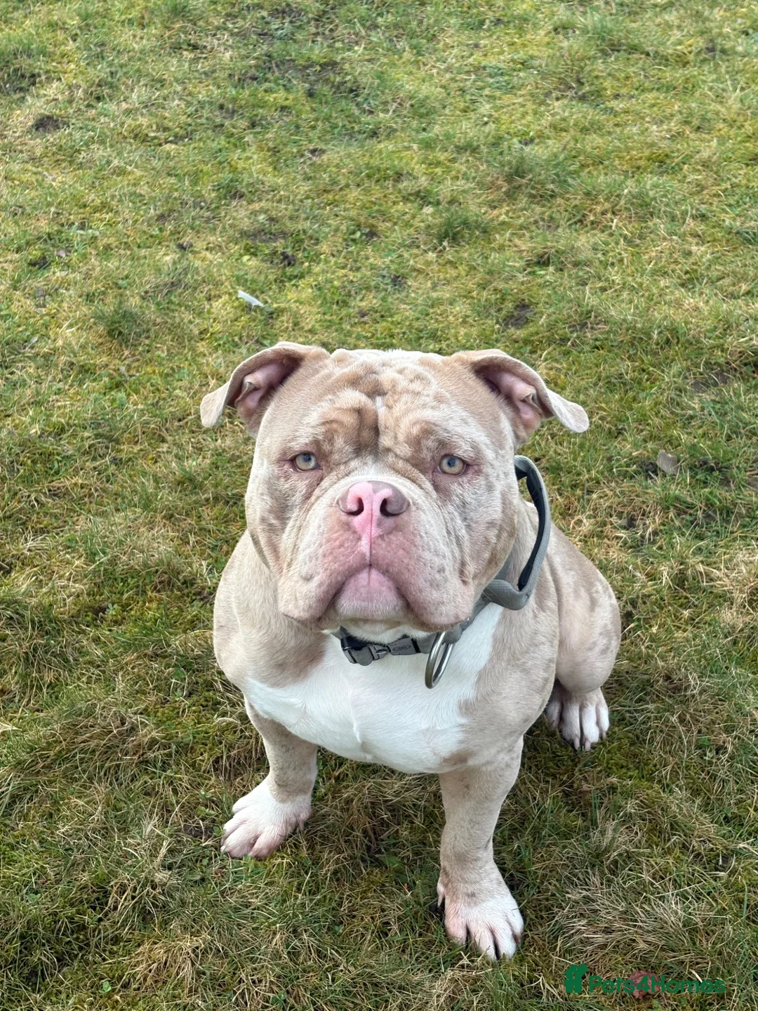 American Bully dogs for stud: AMERICAN POCKET BULLY (FOR STUD) in Airdrie - Advert 1
