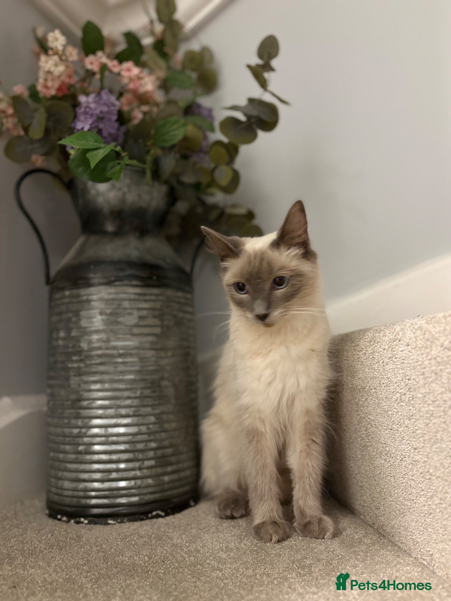 Ragdoll cats Beautiful Ragdoll Kittens – Health Tested Parents. - Advert 1